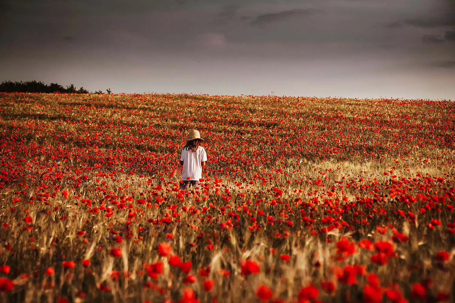 Junge mit Hut läuft in der Uckermark durch ein Feld voller roter Mohnblumen